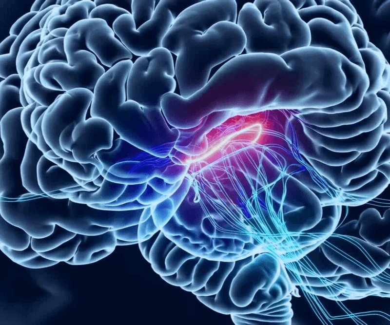 Corpus callosum brain diagram